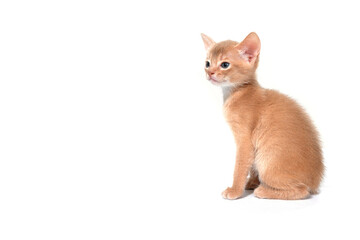 ginger purebred kitten sits on an isolated white background