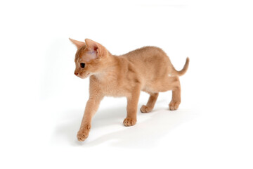 ginger purebred kitten sits on an isolated white background