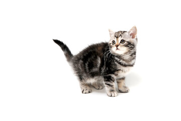 Fluffy purebred gray kitten on a white isolated background