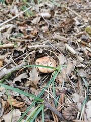 Seta níscalo rebollón