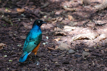 Superb Starling close up. Golden breasted bird standing on the ground. Vibrant striking color feathers and plumage closeup. Beautiful portrait of a Lamprotornis superbus perching on field. Copy space.