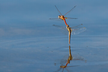 Dragonflies mating flying over a lagoon.