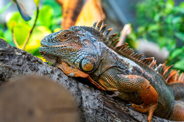 girdles lizard from Madagascar.