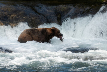 Brown Bears Catching Salmon at Brooks Falls, Katmai 