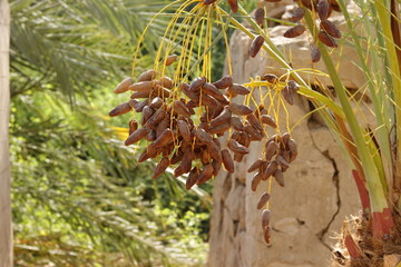 Palm trees in the countryside of northern Sudan