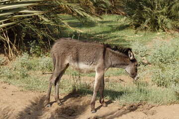 A small brown donkey in the countryside of northern Sudan