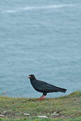 Chough on Cornish coast