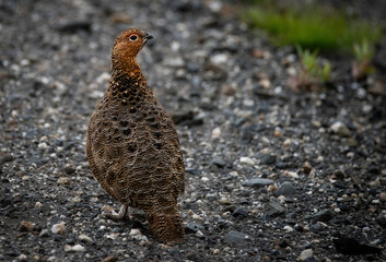 Willow Ptarmigan (Lagopus lagopus) in Denali National Park, Alaska