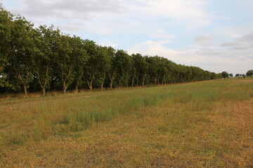 A row of trees in a field