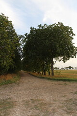 A dirt road with trees on the side