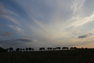 Naklejka premium A group of trees in a field