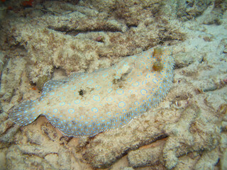 Pfauenflunder an einem Riff vor Bonaire