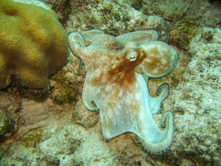 Oktopus an einem Riff vor Bonaire