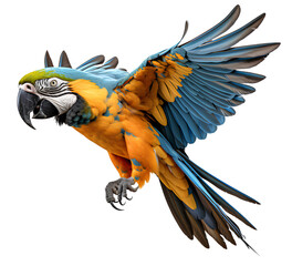 macaw bird animal