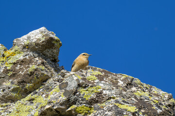 Bisbita campestre