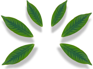 green leaf icon