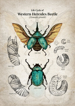 Majestic Beetle: Dynastes grantii Life Cycle Watercolor Poster