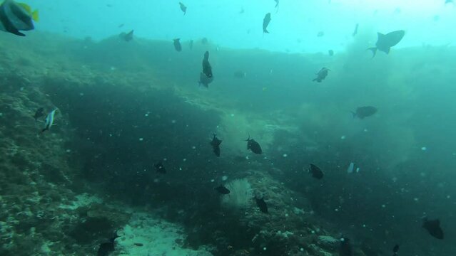 scene with fish maldives, underwater snorkling, 16:9 horizontal orientation