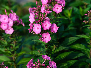 Pink phloxes blooming in the garden.