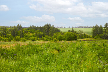 Summer landscape with fields, trees and sky.