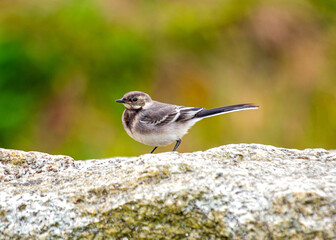 Pied Wagtail (Motacilla alba)