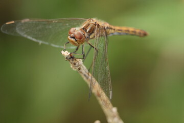 close up of a dragonfly