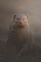 Banded mongoose, Mungos mungo. Wildlife from Africa. Cute mammal with long tail, Parc national...