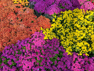 Beautiful view of colored flowers. Close-up. Nature background.