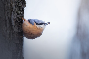 Nuthatch in the nature habitat. Eurasian Nuthatch, Sitta europaea, beautiful orange and blue-grey songbird sitting on the tree trunk, bird in the nature forest, wildlife Belgium. - obrazy, fototapety, plakaty