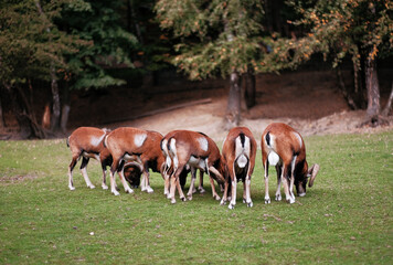 Group family of mountain goats on the field during lunchtime. Fauna of the Europe. Mountain goats...