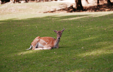 Young male deer on the grass with a selective focus. Bambi little deer.