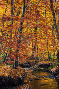 nature scenery with small river in autumn woods. primeval beech forest nature background on a sunny day