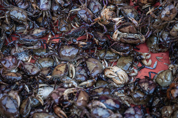 Lots of Crab for sale in a Vietnamese market. The crab are all held ina  single bucket