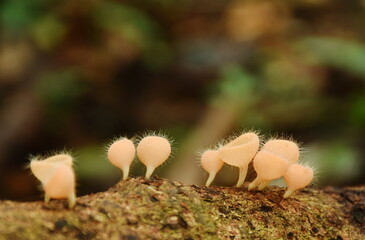 fungi cup mushroom growth for rain season on tree trunk in Chet Kod waterfall on Thailand 