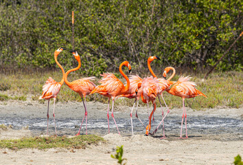 A group of Flamingo's doing a small fight over a water well. Flamingo's are widely seen on Bonaire Island © StephanK