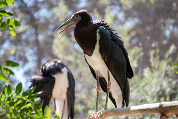 Abdim's stork closeup shot, large bird known as white bellied stork in the avian family Ciconiidae as Ciconia abdimii. Close up view of black African animal perched on a tree branch. Bokeh background.