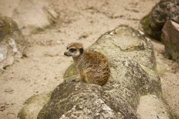 Fototapeta premium meerkat close-up on a rock in the desert