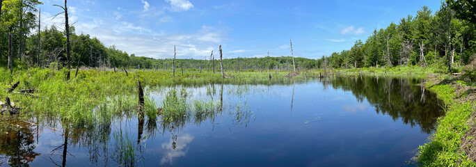 Beaver wetland in Huyck Preserve, Rensselaerville, New York