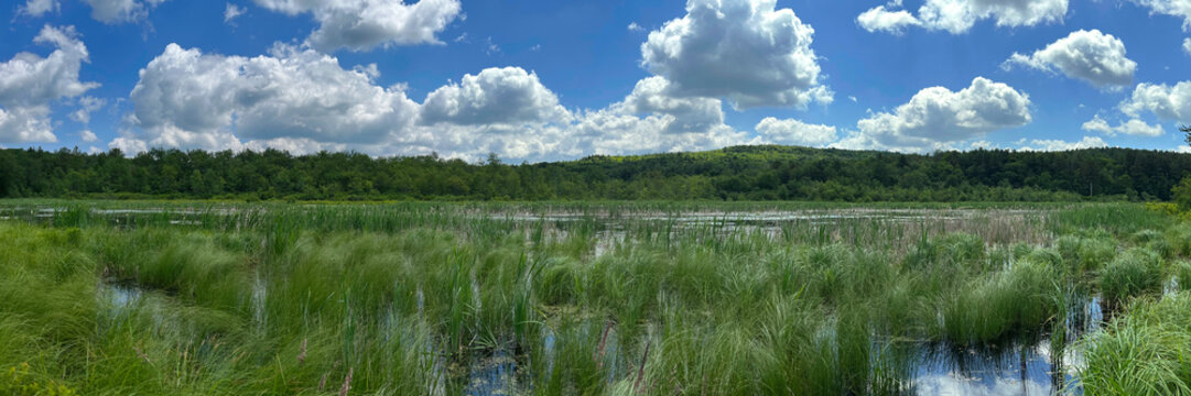 Hennicke Marsh in Huyck Preserve, Rensselaerville, New York