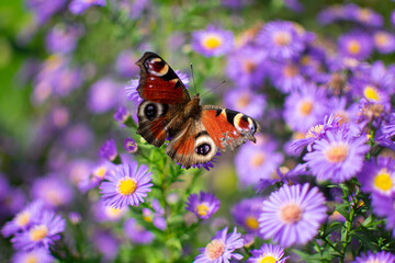 Papillon Nymphalini