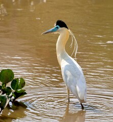 A capped heron stands in a pool of water in Brazil’s Pantanal