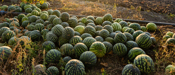 A pile of watermelons in the field at sunset.