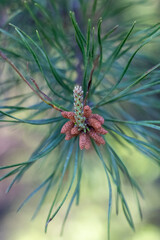 pine cone on a branch