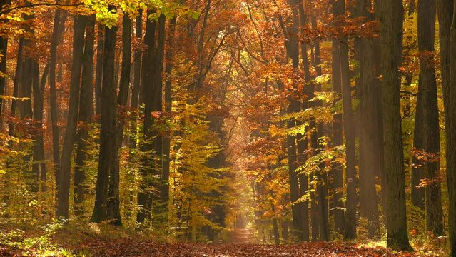 Beautiful golden autumn forest landscape, high trees, 4K. Calm scene, path, fall, gold, red, reds, leaves, dry, mist, dawn, nature, park, tree, trunks, motion, panning, pan, ultra hd. ProRes 422HQ