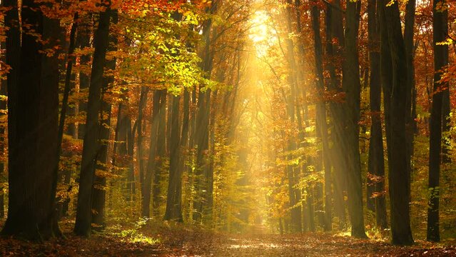 Beautiful golden autumn forest landscape, high trees, sun rays 4K. Calm scene, path, fall, gold, red, reds, leaves, dry, mist, dawn, nature, park, tree, trunks, motion, zoom in, ultra hd. ProRes 422HQ