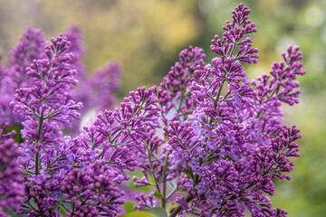 Obraz premium Lilac flowers branch. Floral background, natural spring. Blossoming lilac flower bud. Spring time color. Beautiful purple petal plant. Botanical flora. Aesthetic mood. Summer garden. Pink liliac