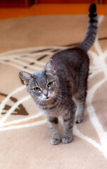 A domestic gray cat in a room on the background of a carpet on the floor