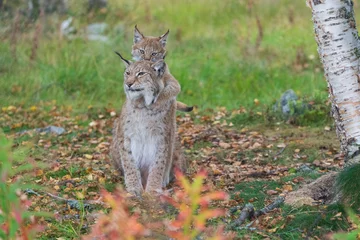 Fotobehang lynx mother and cub in the forest © Johannes Jensås