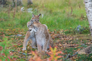 Naklejka na ściany i meble Lynx cub and mother
