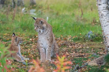 Tuinposter lynx in the forest © Johannes Jensås